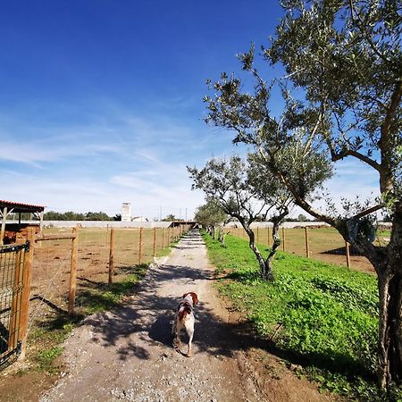 Quinta Do Louredo - Evora 빌라 외부 사진