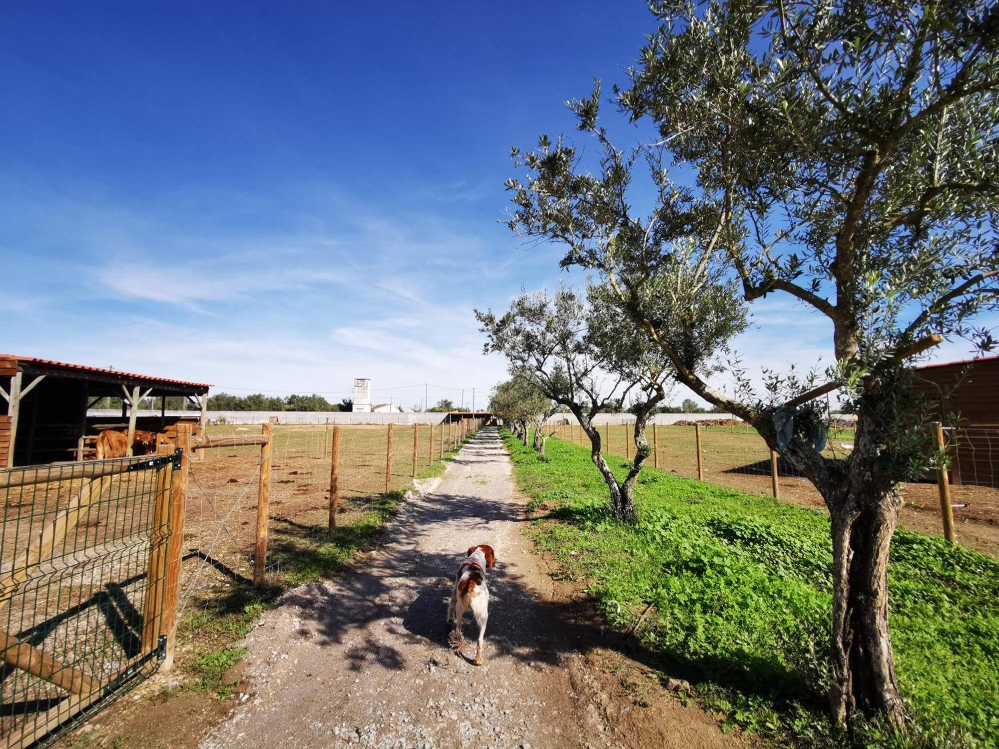 Quinta Do Louredo - Evora 빌라 외부 사진